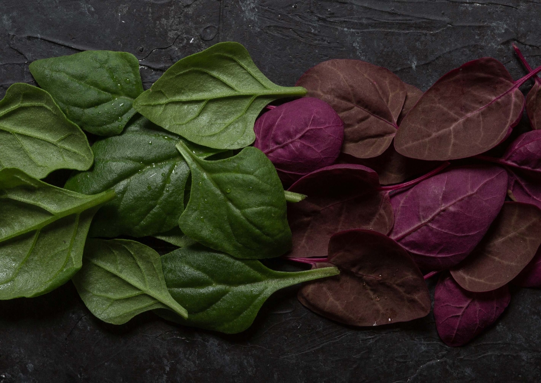 New Zealand spinach and red orache
